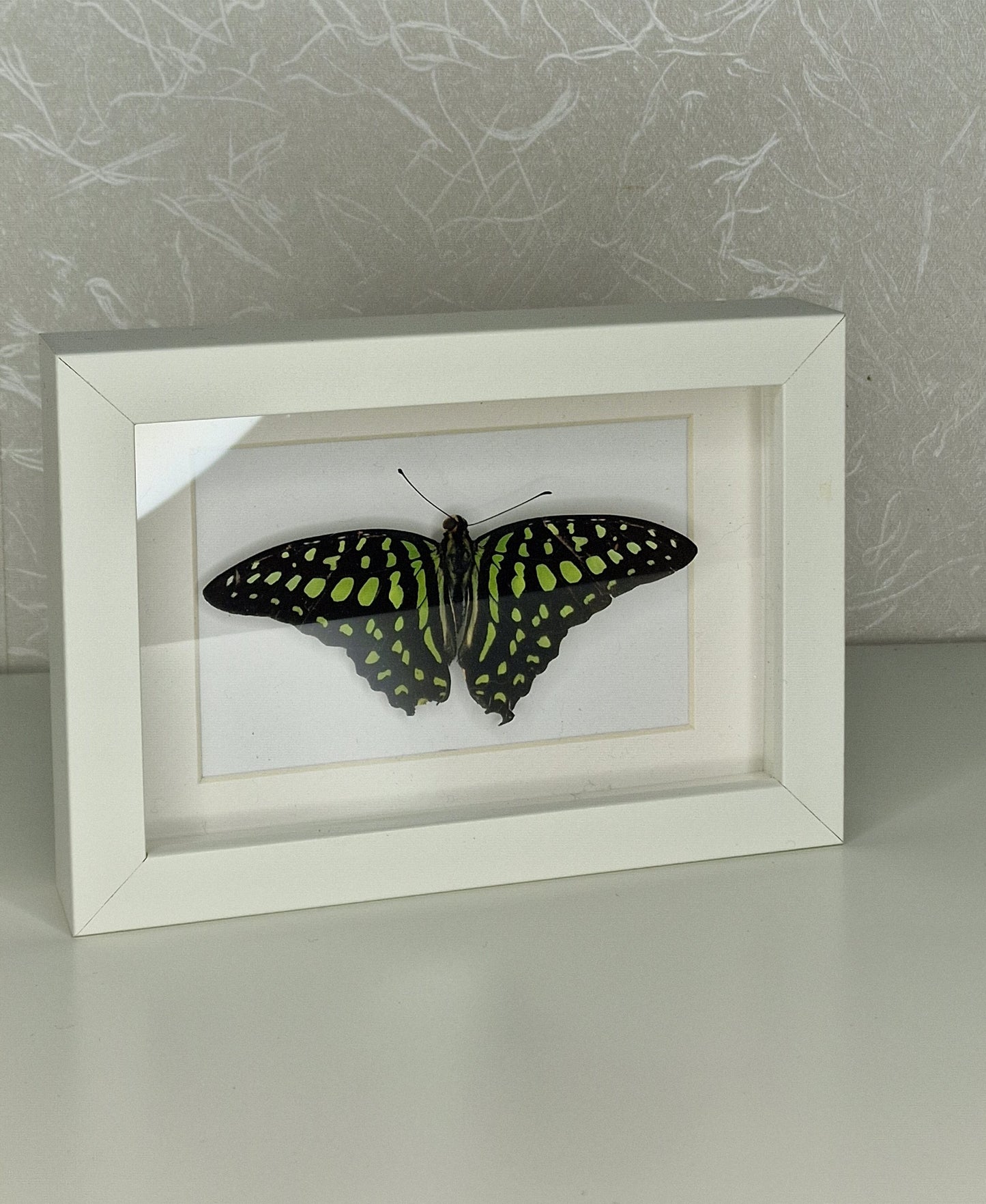 Graphium agamemnon