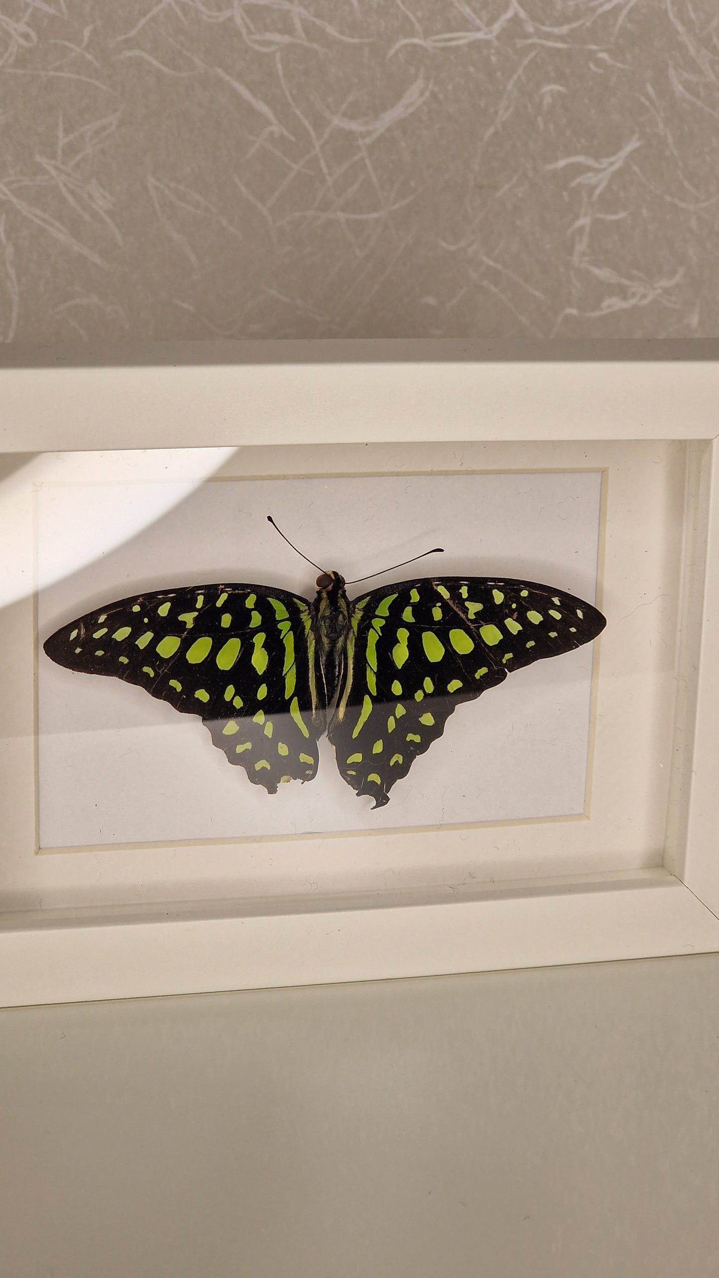 Graphium agamemnon