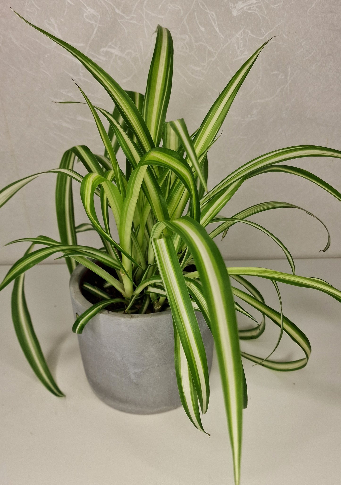 Chlorophytum comosum