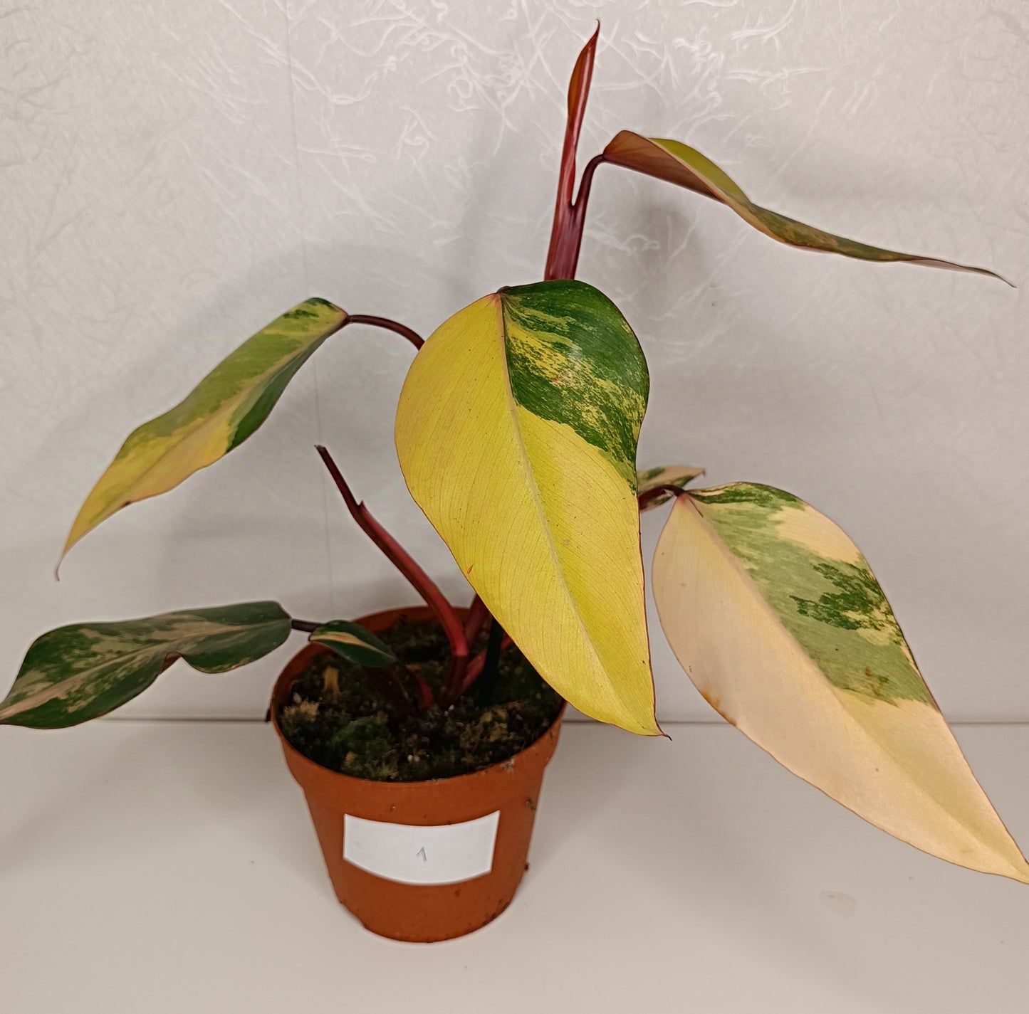 Philodendron Strawberry Shake