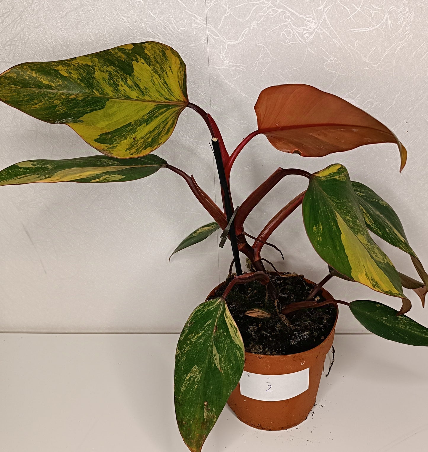 Philodendron Strawberry Shake