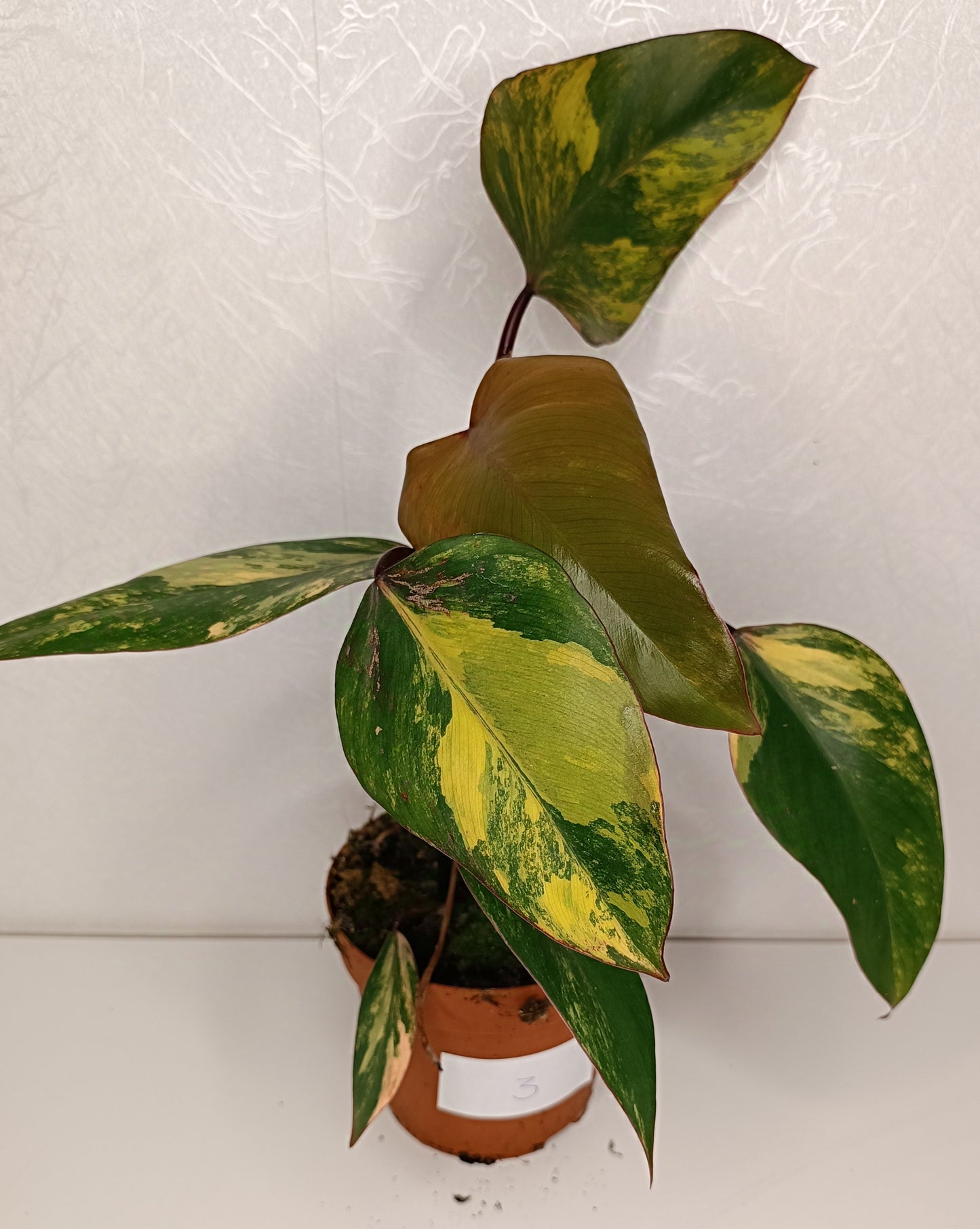 Philodendron Strawberry Shake