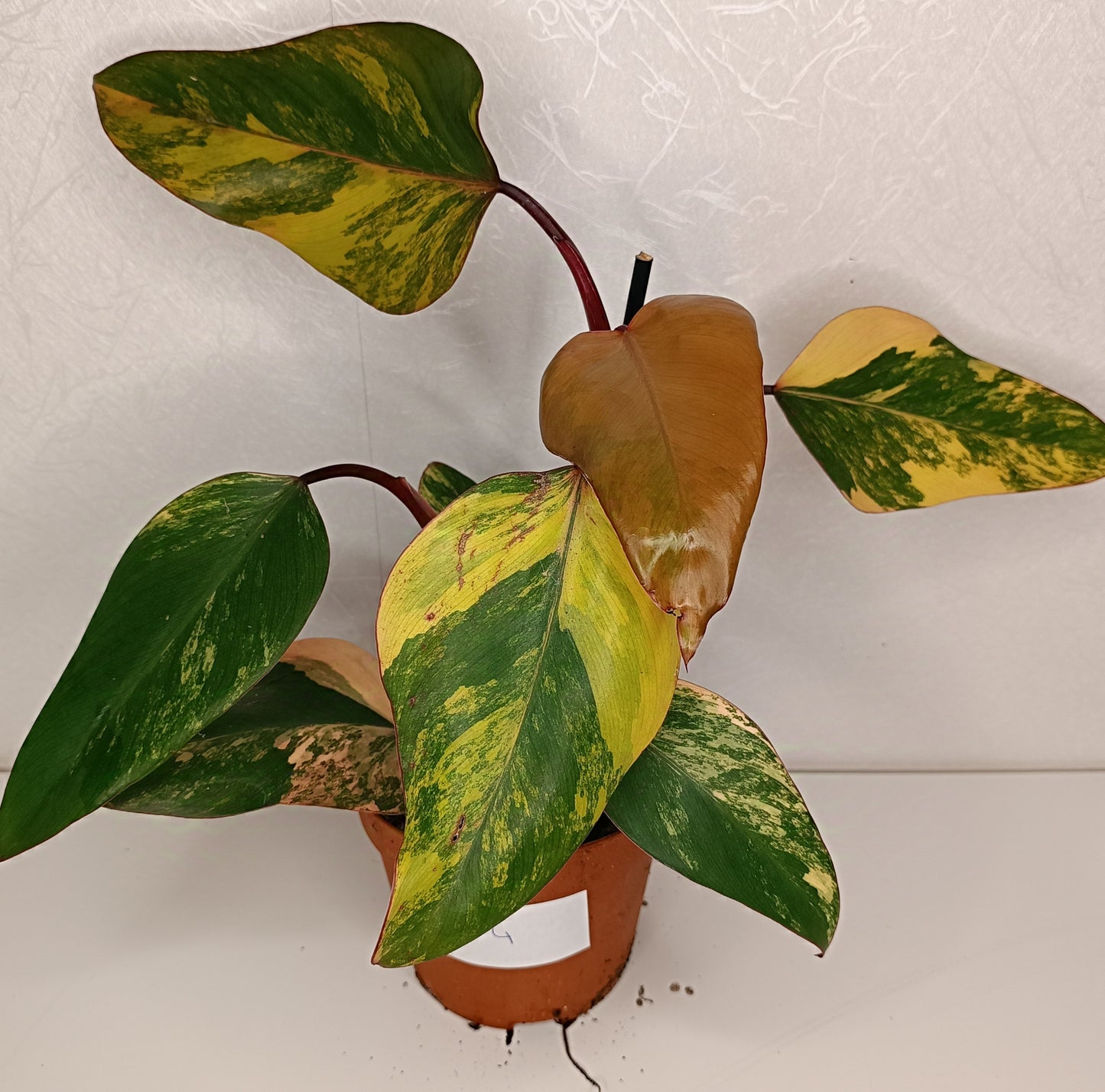 Philodendron Strawberry Shake