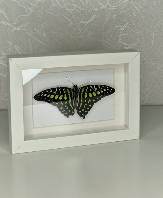 Graphium agamemnon