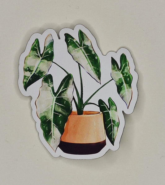 Magnet Alocasia Topf