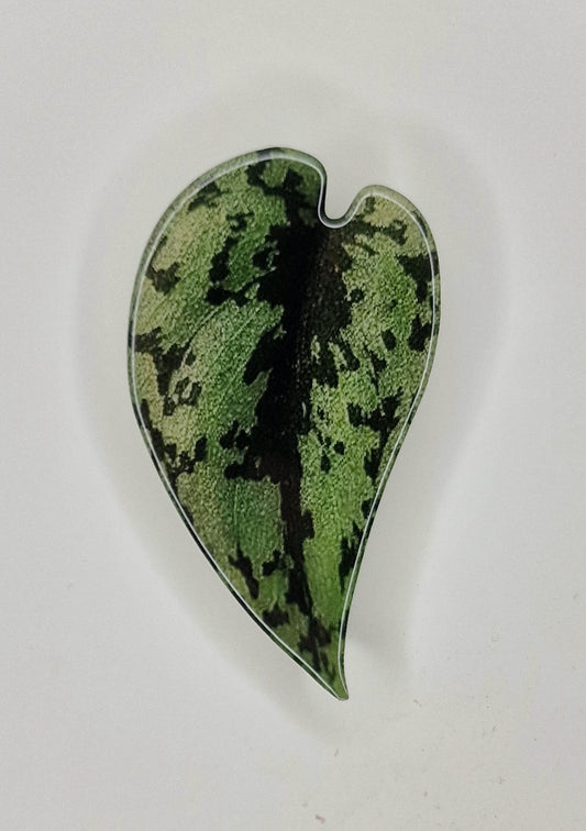 Popsocket Syngonium