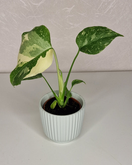 Monstera Thai Constellation S