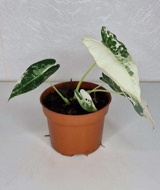 Alocasia micholitziana 'Frydek Variegata' M