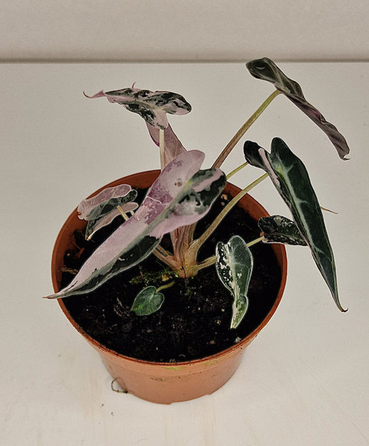 Alocasia Bambino Variegata S