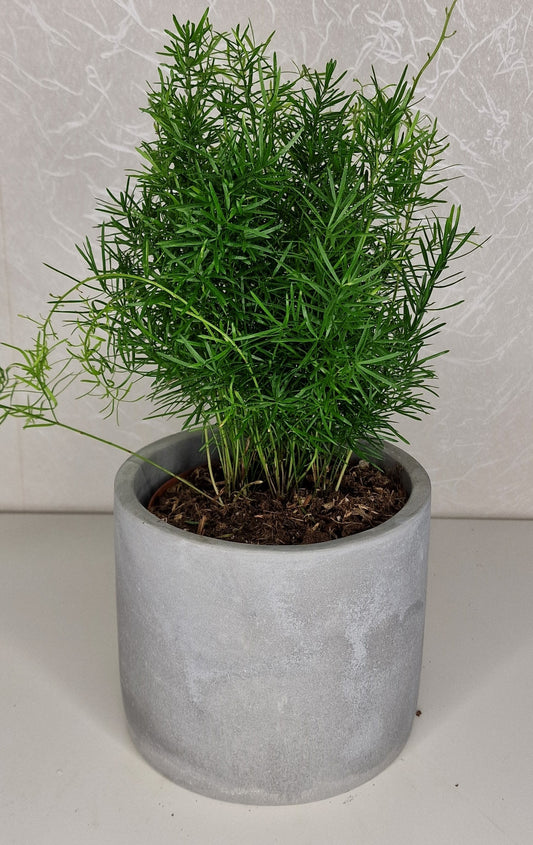 Asparagus sprengeri
