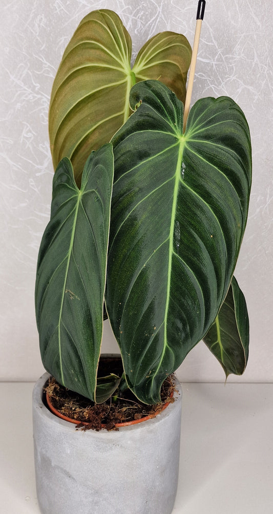 Philodendron Melanochrysum