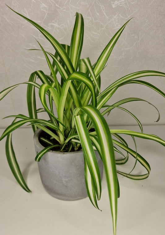 Chlorophytum comosum