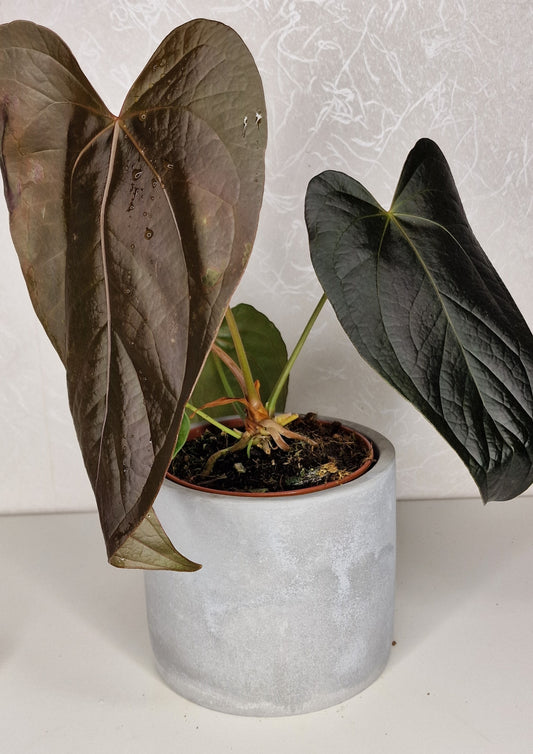 Anthurium Queen of Hearts